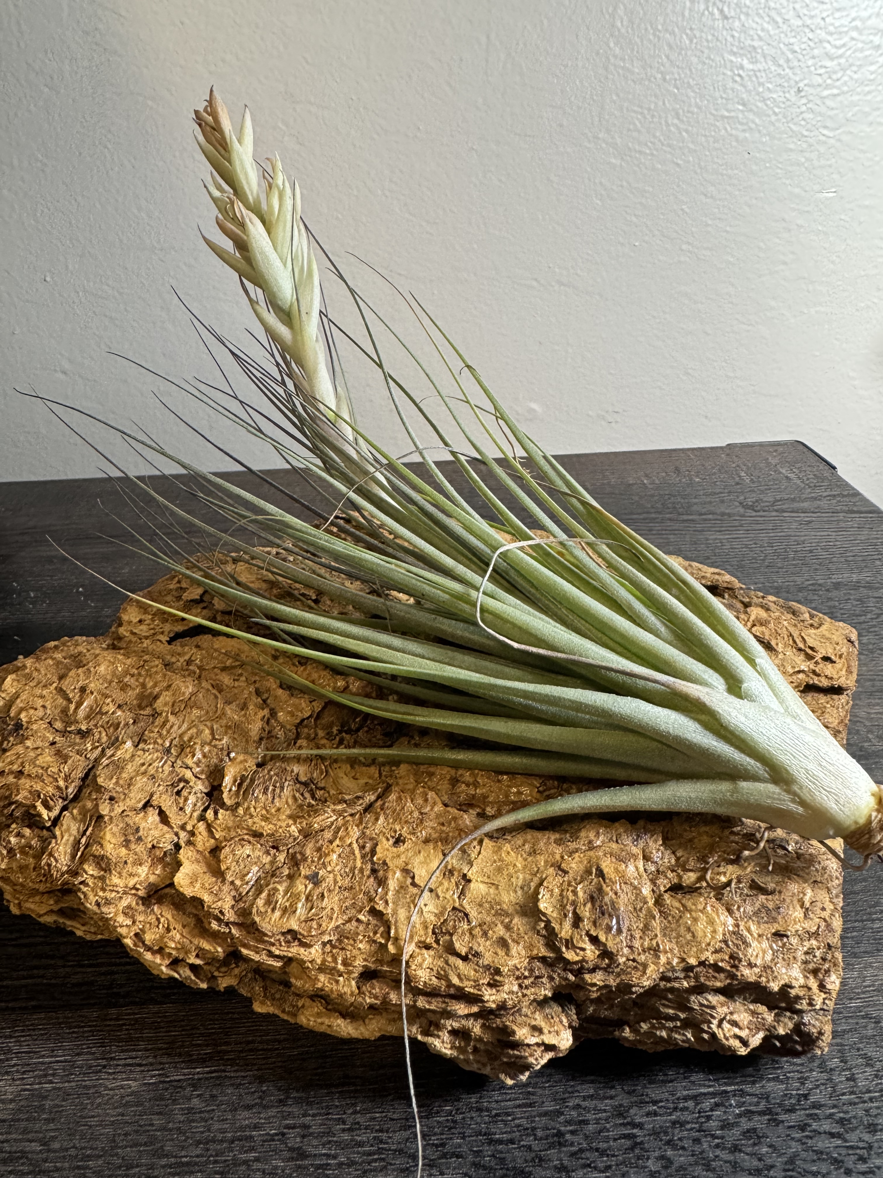 Driftwood Air Plant Display