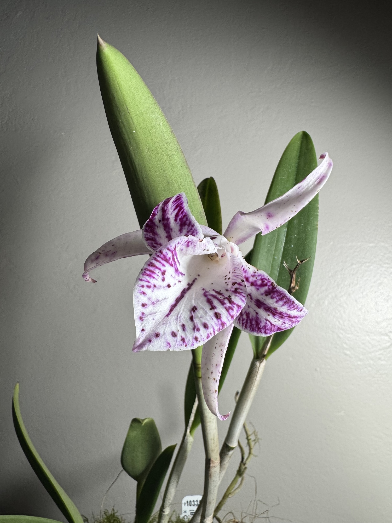 Orchid: Brassocattleya Valencia Beauty
