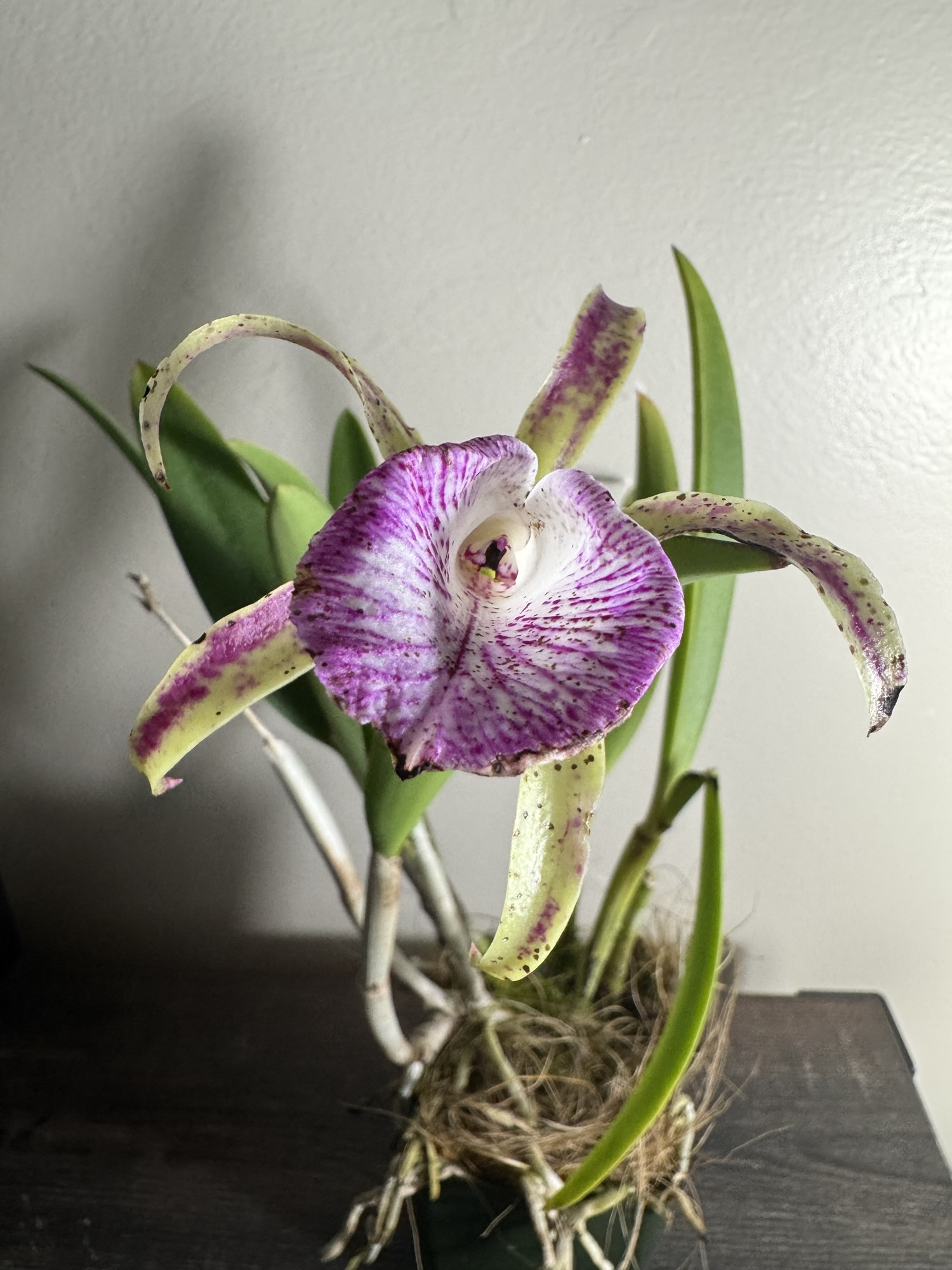 Orchid Hybrid