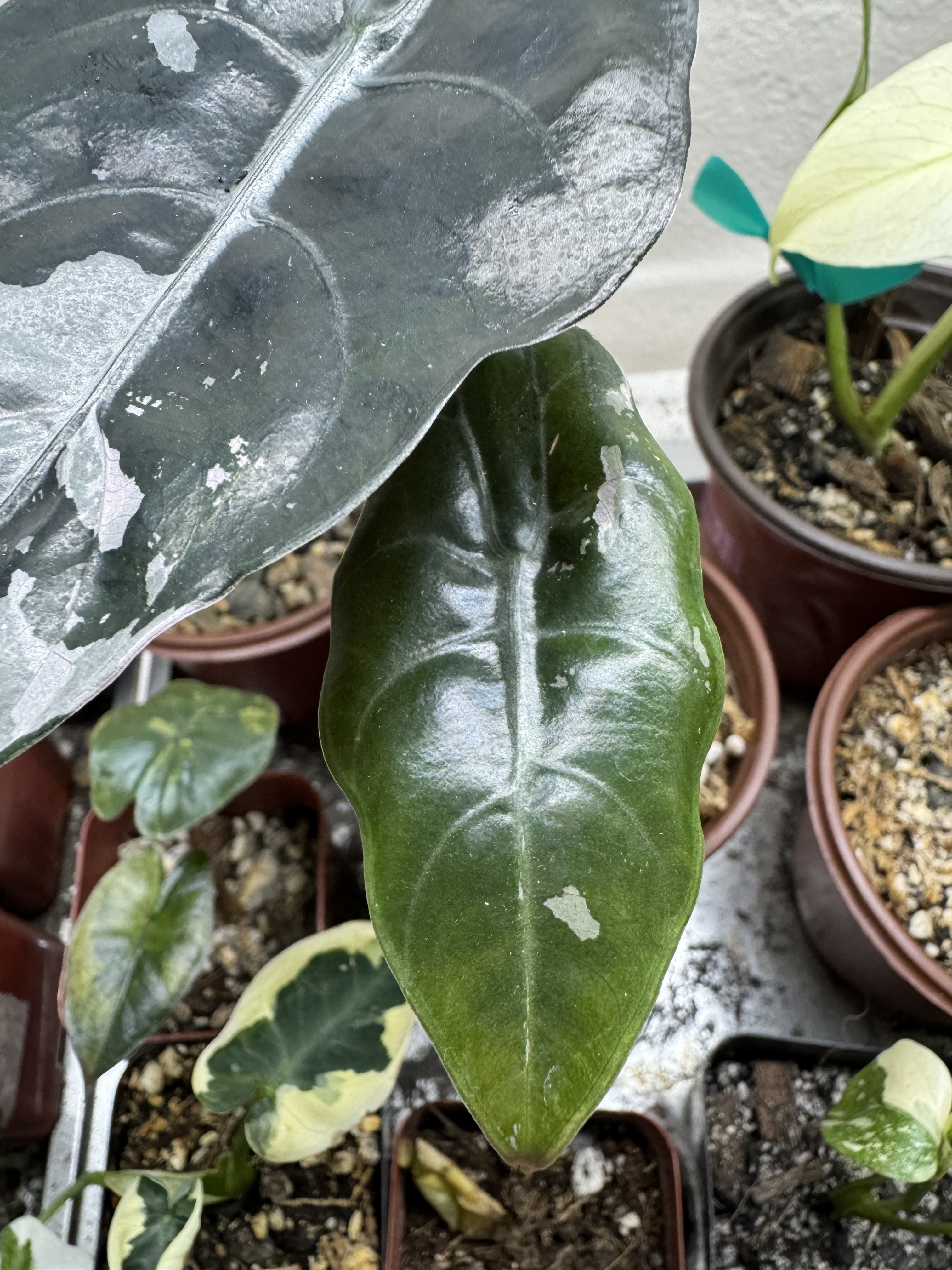 Alocasia Pink Chantrieri