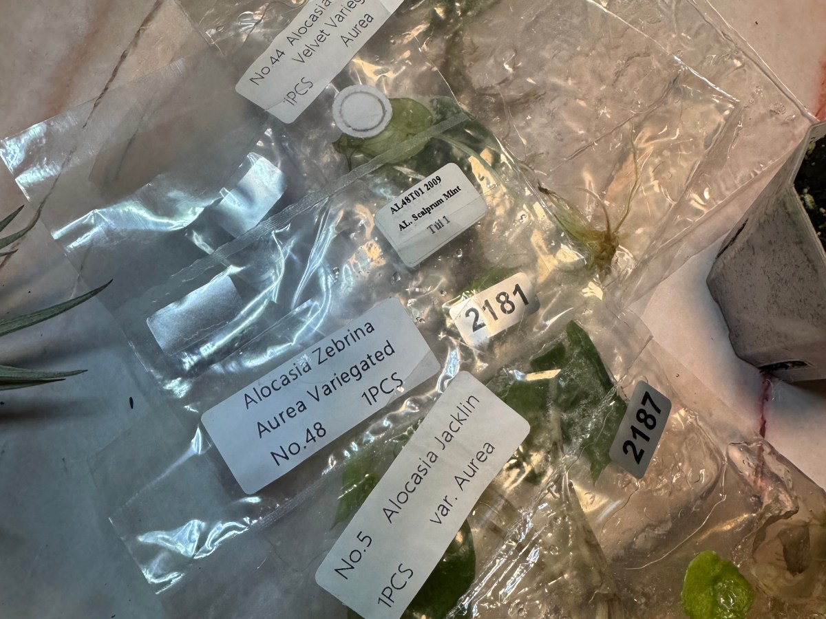 Tissue Culture Acclimation Schedule For&nbsp;Beginners