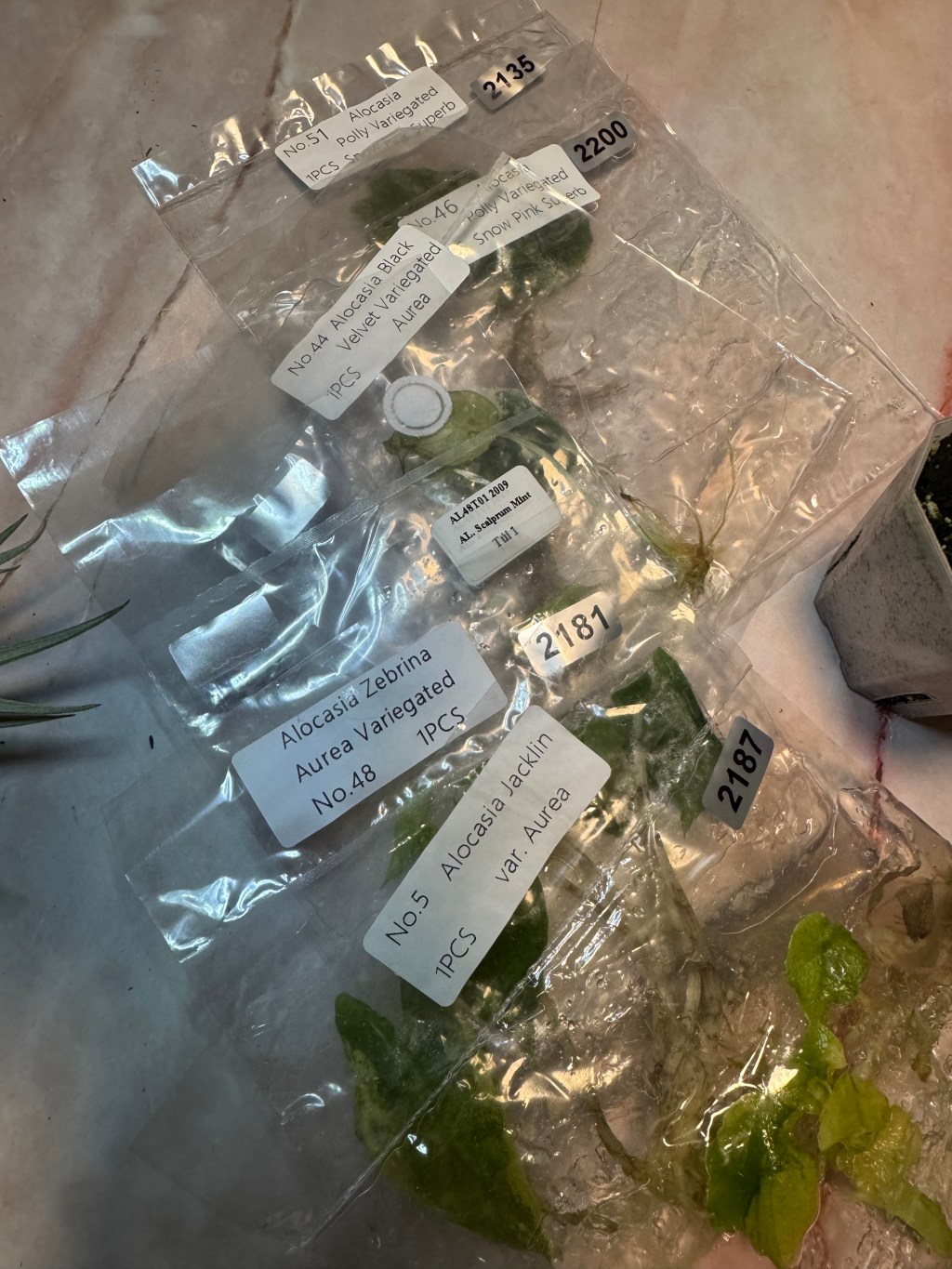 Tissue Culture Acclimation Schedule For Beginners