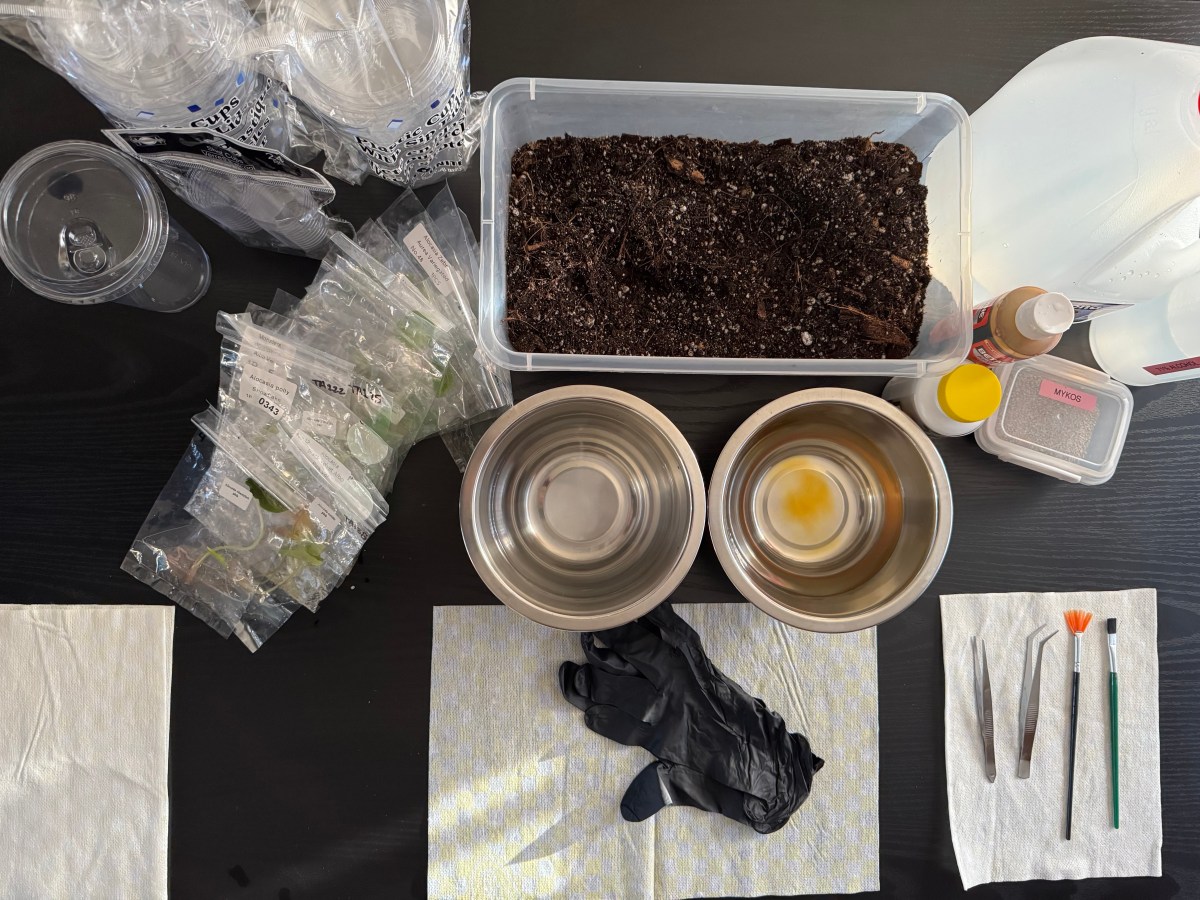 How to Deflask and Acclimate Tissue Culture&nbsp;Plants