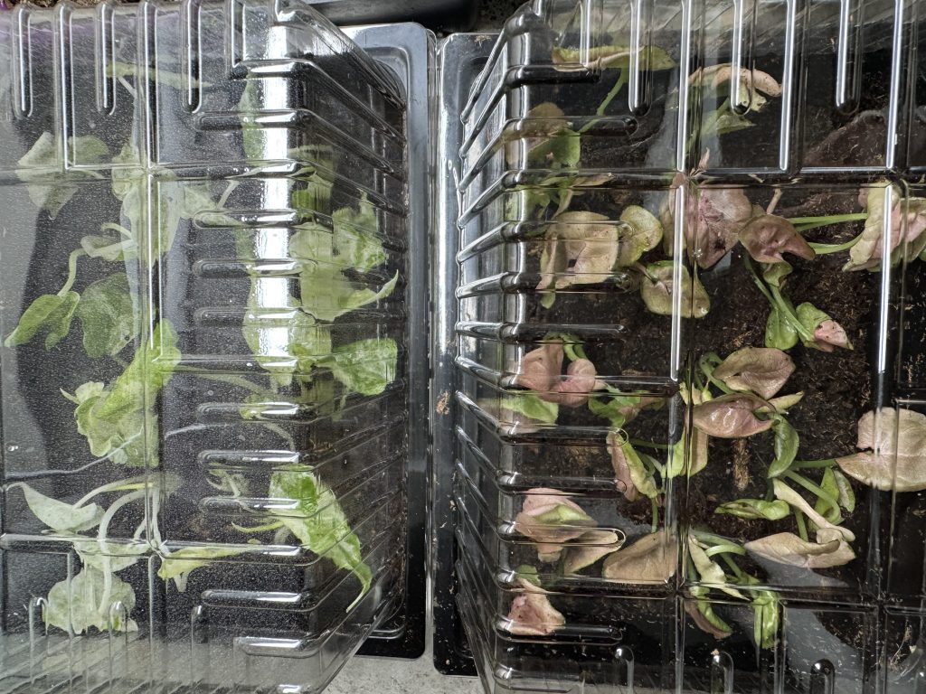 Tissue Culture Plants deflasked and acclimating