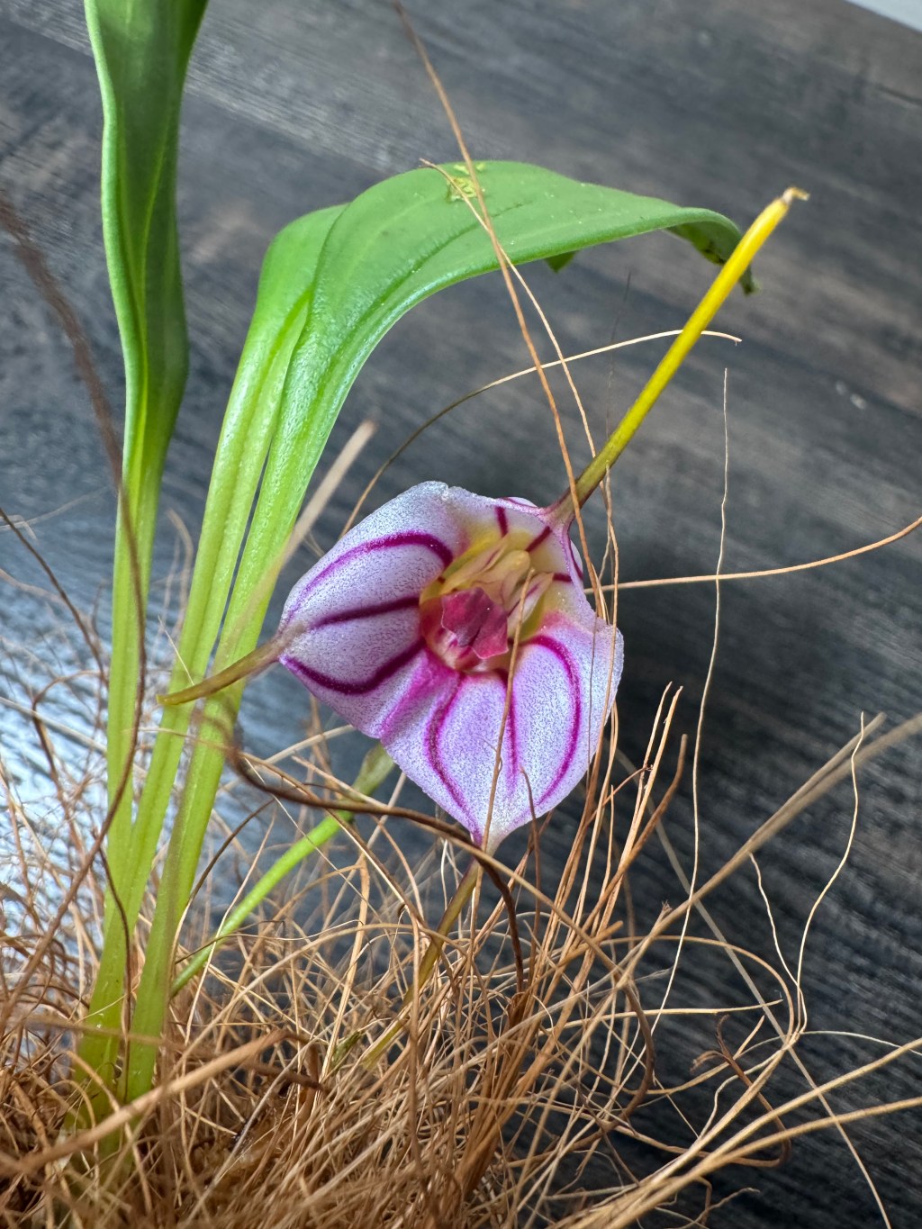 Masdevallia yungasensis