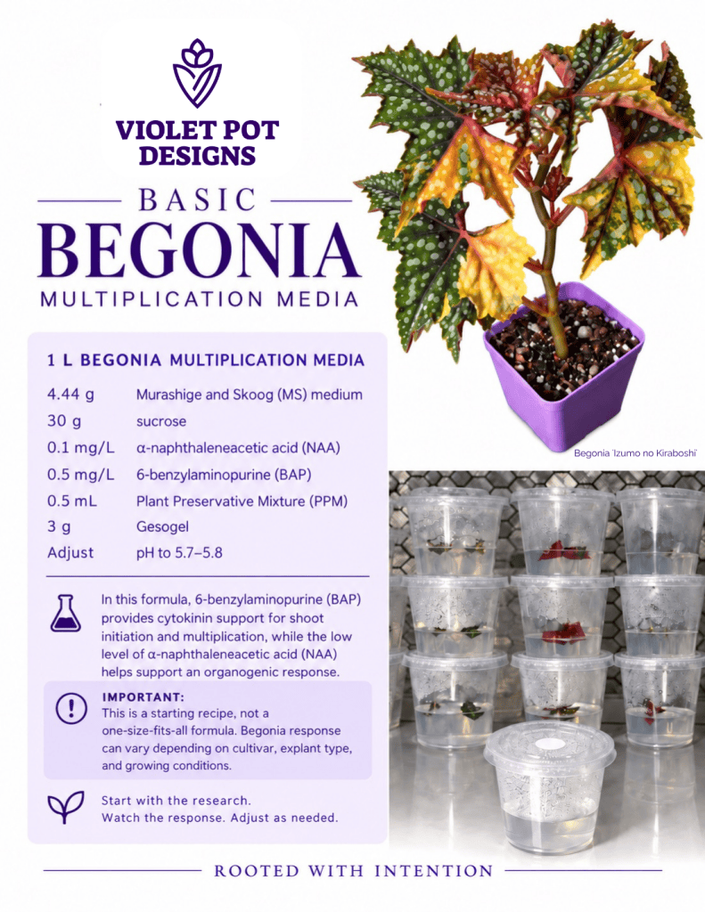 Basic Begonia Tissue Culture Media Recipe for Multiplication