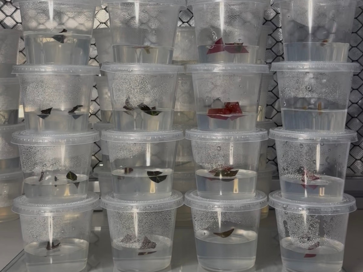 Basic Begonia Tissue Culture Multiplication Media&nbsp;Recipe