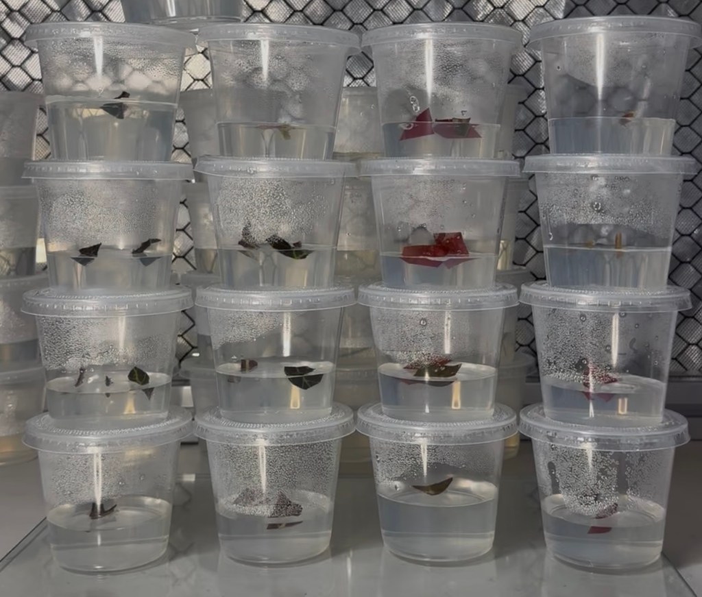 Basic Begonia Tissue Culture Multiplication Media Recipe